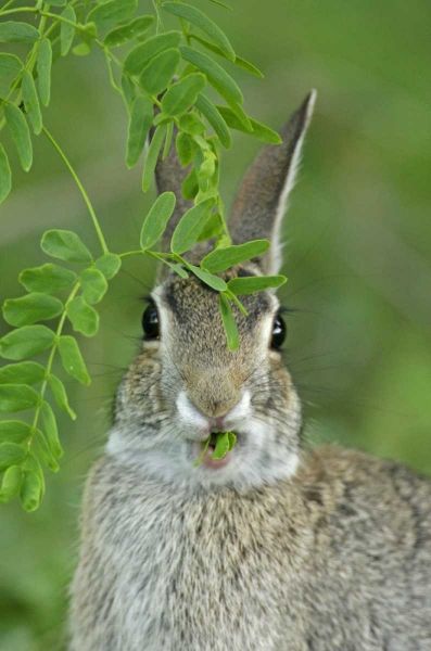 TX, McMullen Co, Eastern cottontail rabbit eats